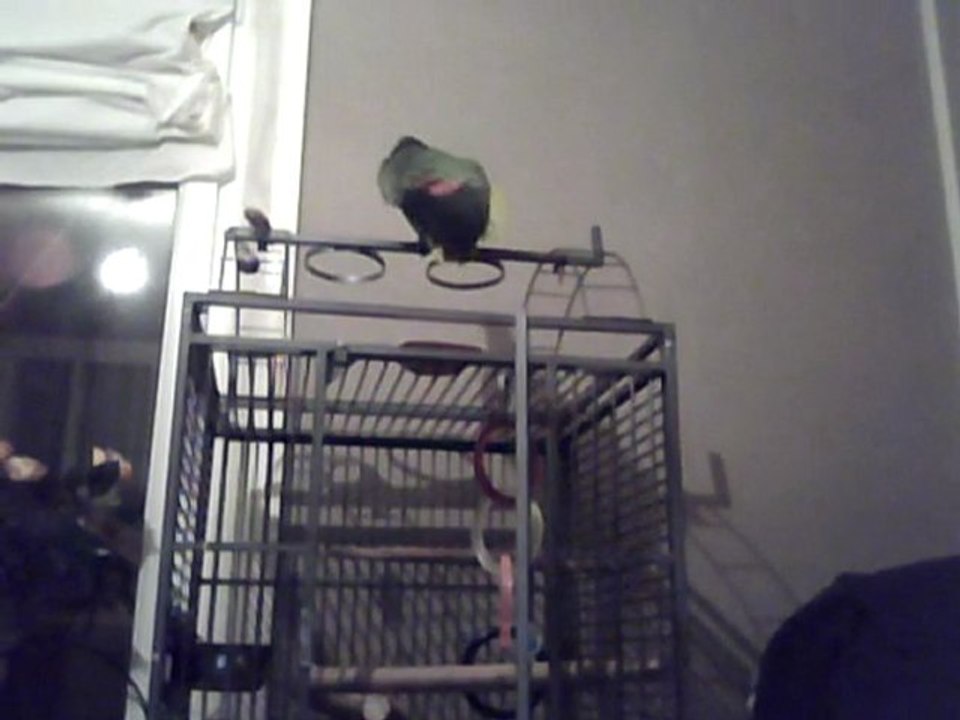 loulou, amazone a front bleu