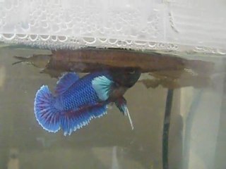 Jeune big ears multi né le 27 octobre 2011.