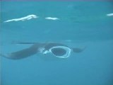 snorkeling avec les raies manta aux Maldives