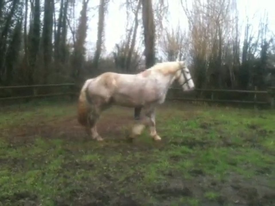 debourrage longe cheval trait boulonnais 2.5ans vahinée