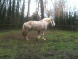 debourrage longe cheval trait boulonnais 2.5ans vahinée
