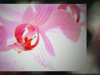 orchid-growing
