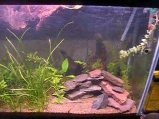 Discus tank