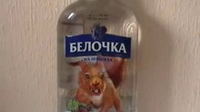Адская белочка