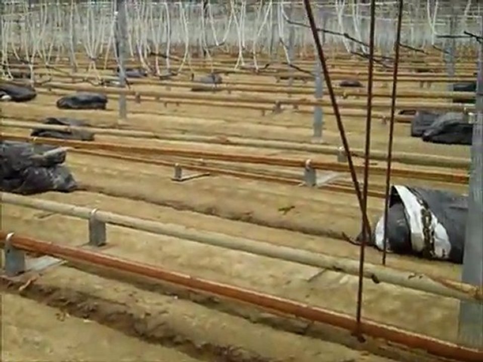 Growing Peppers: greenhouse cleaning