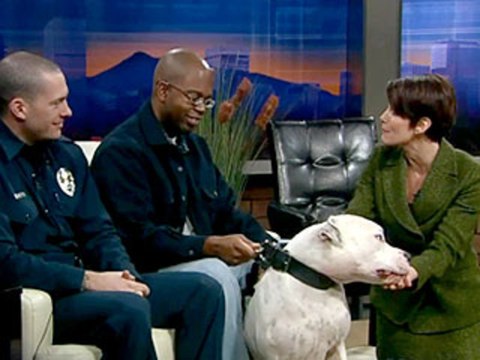 Une animatrice se fait mordre par un chien en direct