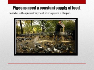 Looking for the Best Ever Food For Your Pigeons?