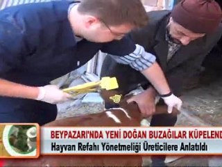 BEYPAZARI’NDA YENİ DOĞAN BUZAĞILAR KÜPELENDİ 09.02.2012