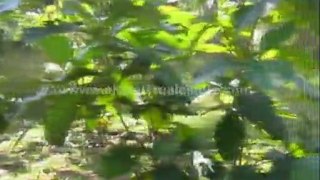 trivandrum real estate classifieds - Land for sale at Kadakkavur, Trivandrum