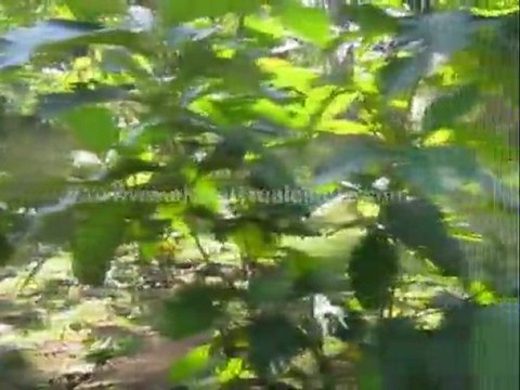 trivandrum real estate classifieds - Land for sale at Kadakkavur, Trivandrum