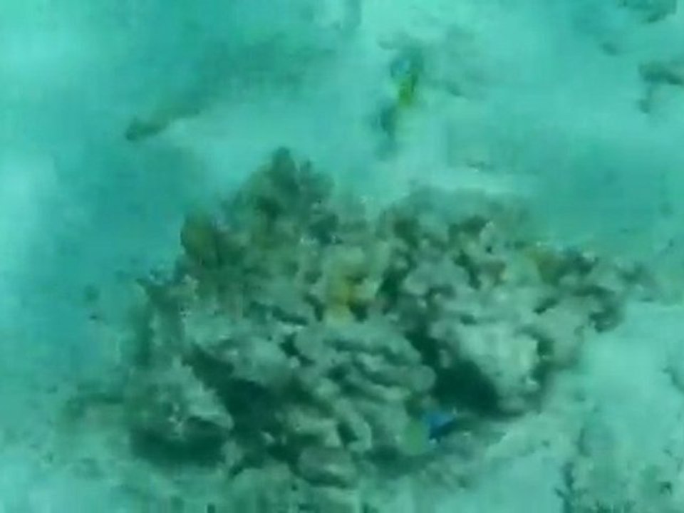 plongee libre ile maurice