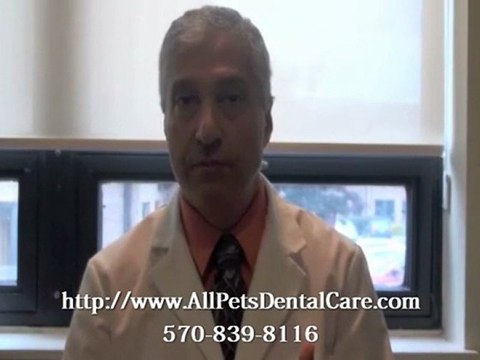 Mt. Pocono Veterinarian – How He Became a Vet