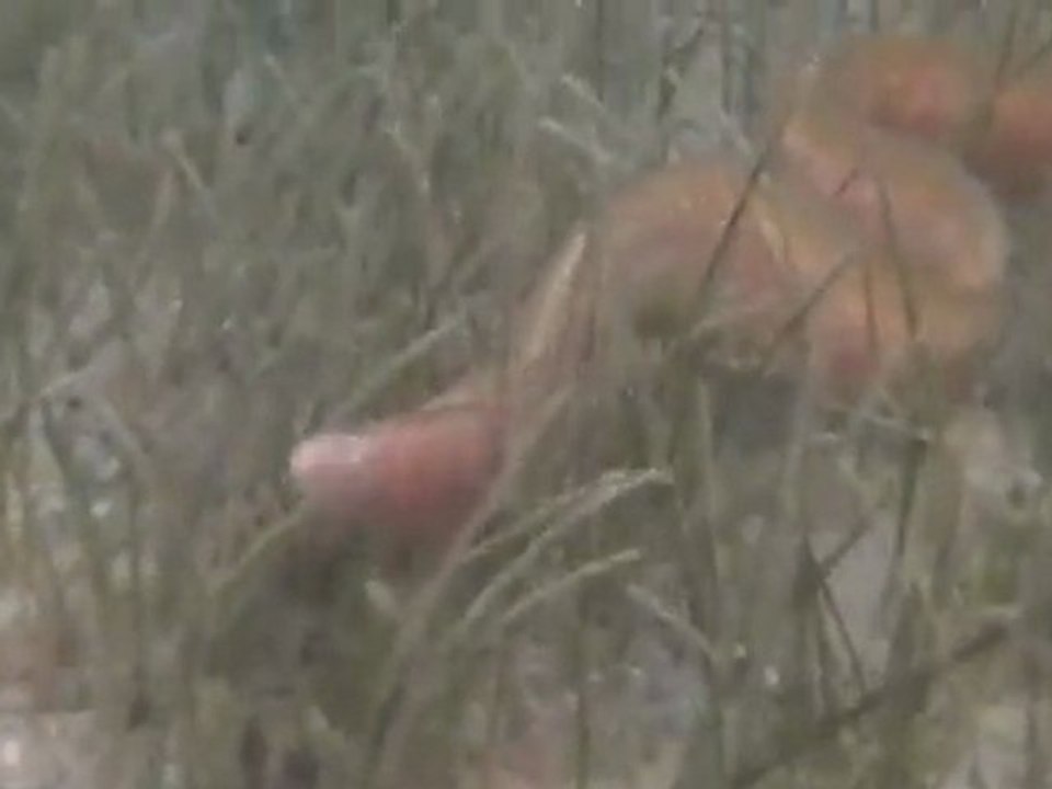 poison plage ile Maurice