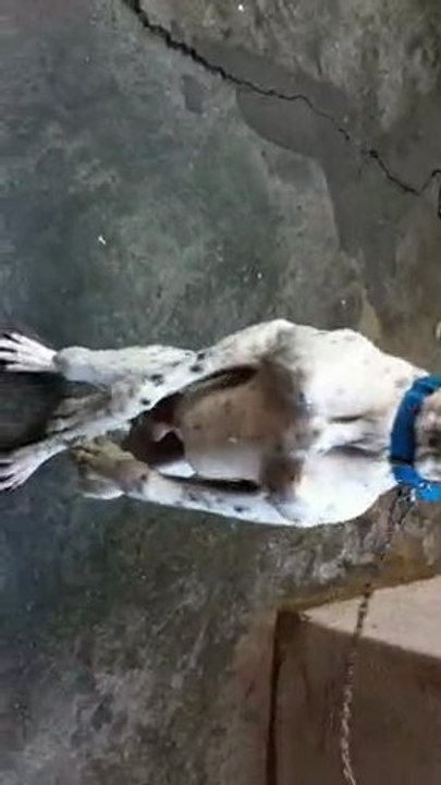 pointer
