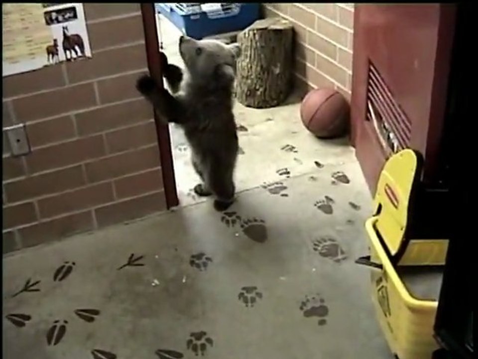 Un bébé loup et un ourson jouent ensemble