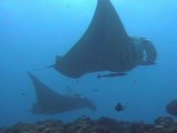 raies mantas aux maldives
