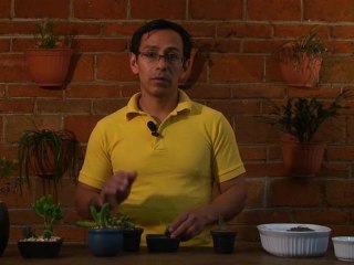 Pequeños terrarios decorativos con crasulas para interior