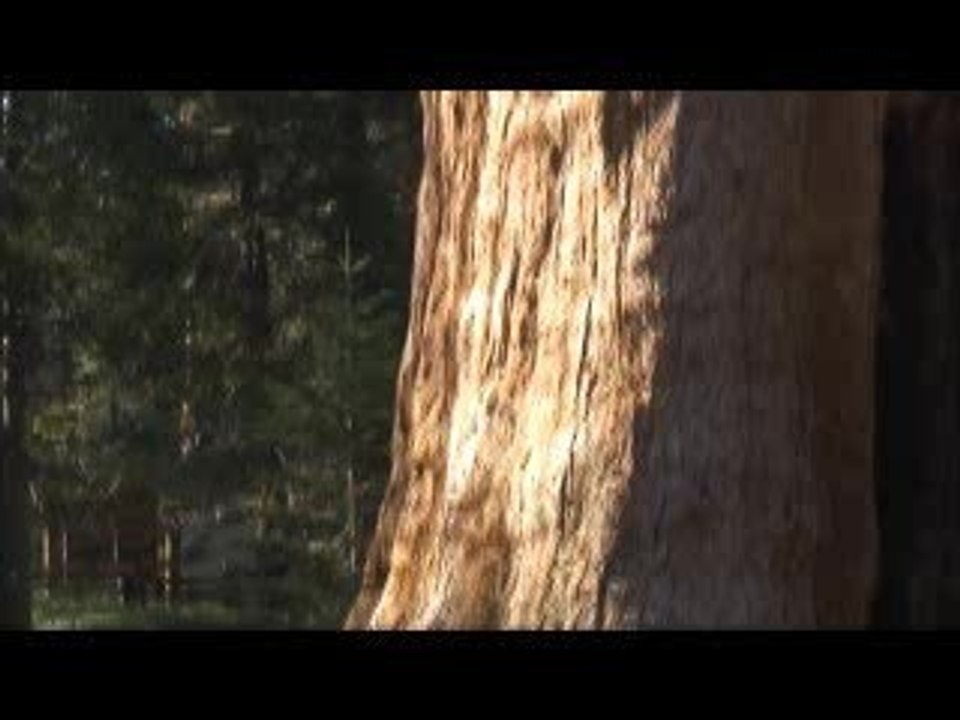 Sequoia