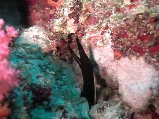 murène ruban aux Maldives