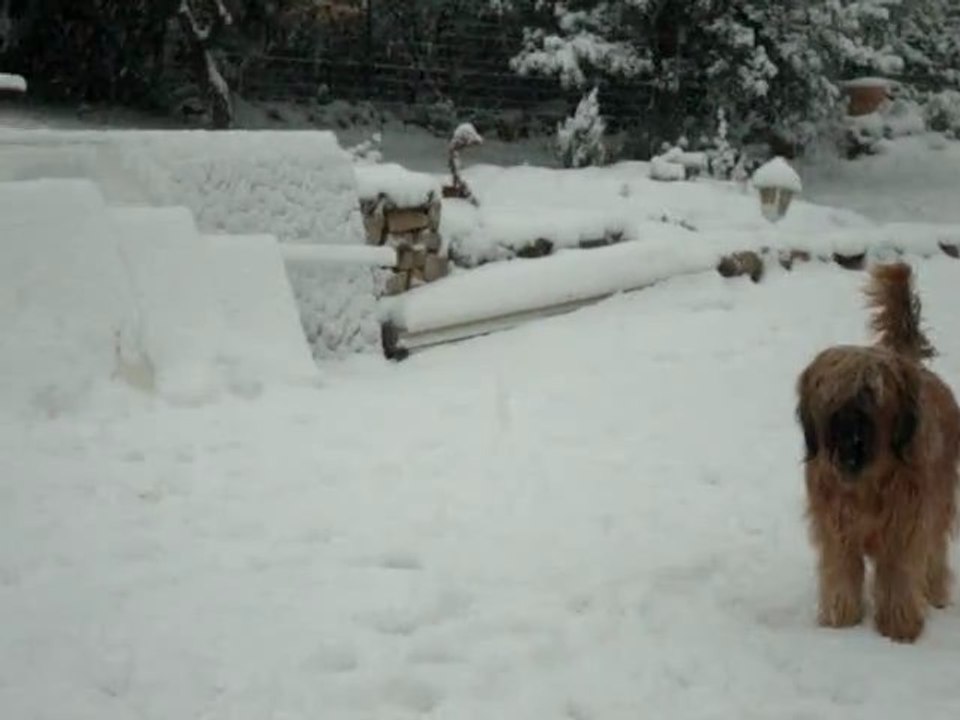 3 briardes et une golden sous la neige varoise ce 10//02/2012