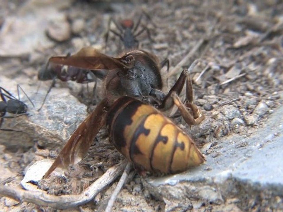 Un combat de fourmis