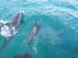 Dauphins Rotadores ou  dauphins à long bec