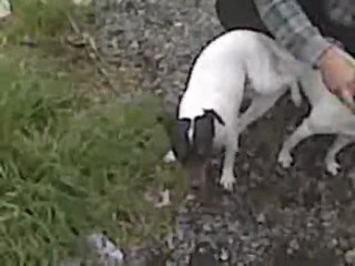 Bodegueros Andaluces procreando