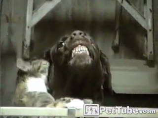 Cat Kisses Make Dog Smile