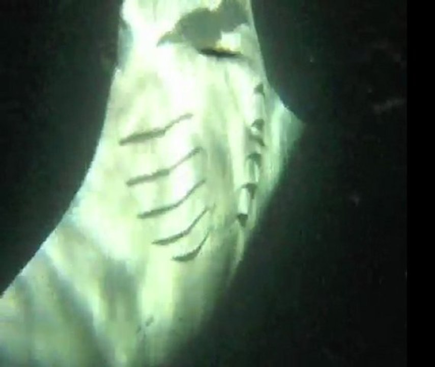 Raie manta de nuit