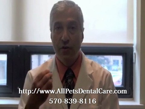 Animal Dental Care for Broken Tooth of Pets in Mt. Pocono