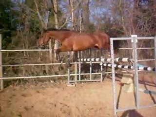 reflex de la biette fa 160