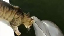 Кот и Дельфин!