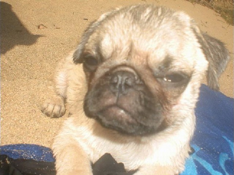 Pug puppy /Chiot Carlin photo de ses 1 mois a ses 5 mois
