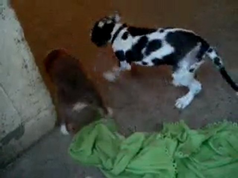 l'emmerdeuse et pacman