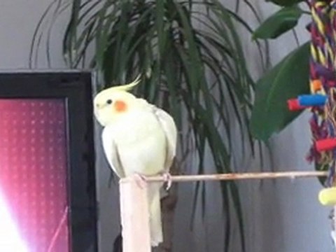 calopsitte qui chante gipsy