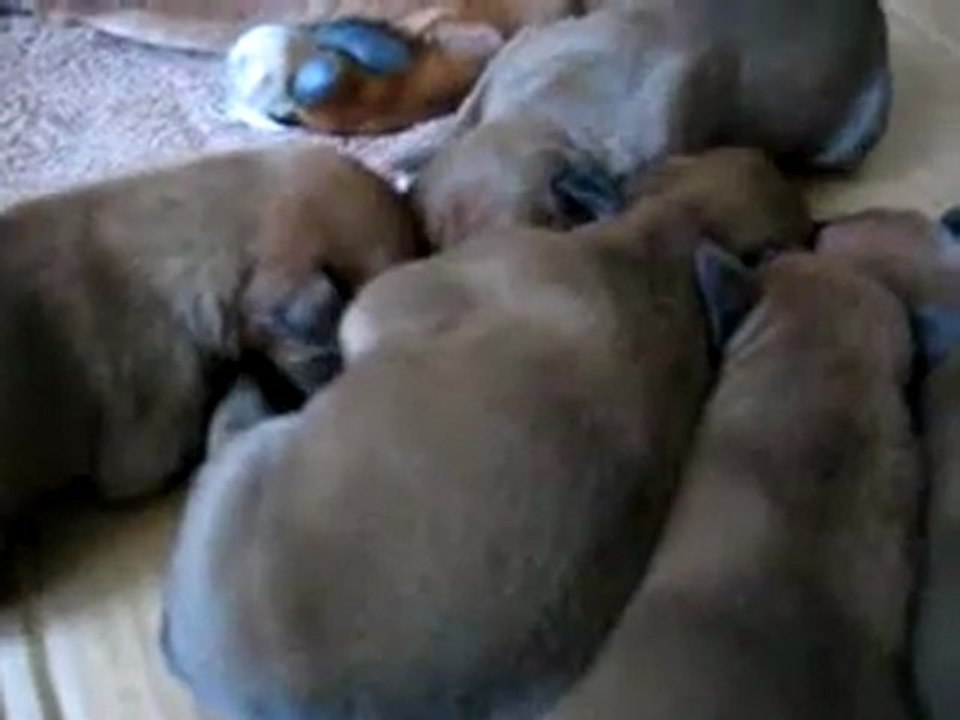 Chiots miaulements bizarre