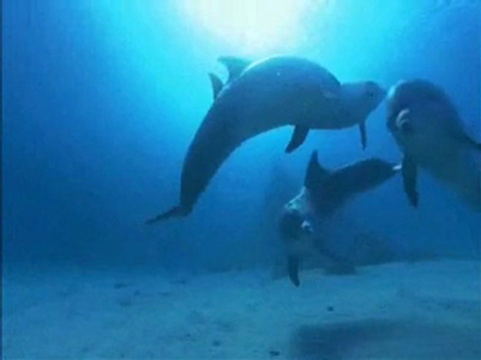delfini