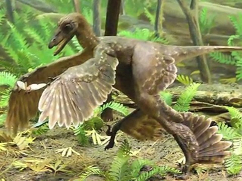 Der Stammbaum des Lebens _ Evolution (2)