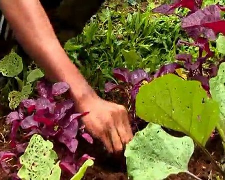 The Learning Farm Indonesia - Sowing the seeds of change_5'