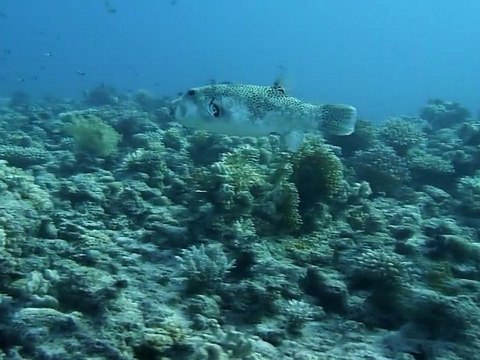 Croisière plongée en Mer Rouge 2011
