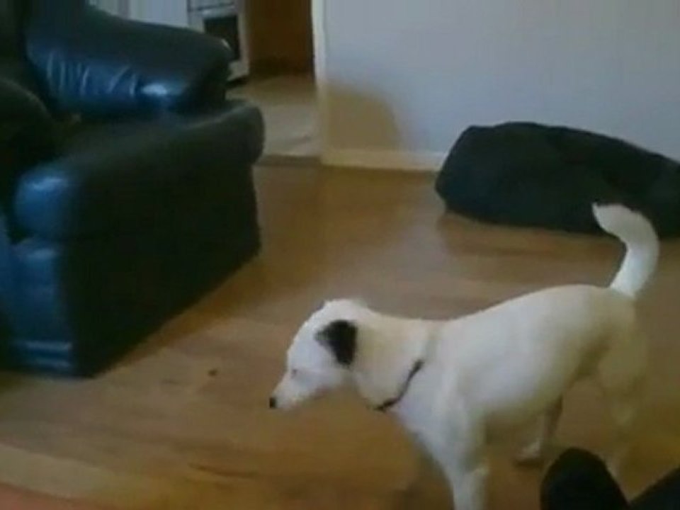 un-chien-se-tape-la-honte-fail