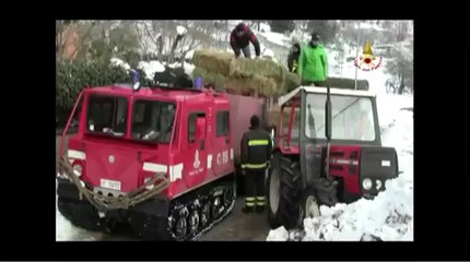 Descargar video: L'Aquila - Emergenza neve - VVF San Vincenzo Valle Roveto Marsica Avezzano