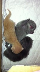 Chatons de Bridget le 11 février 2012