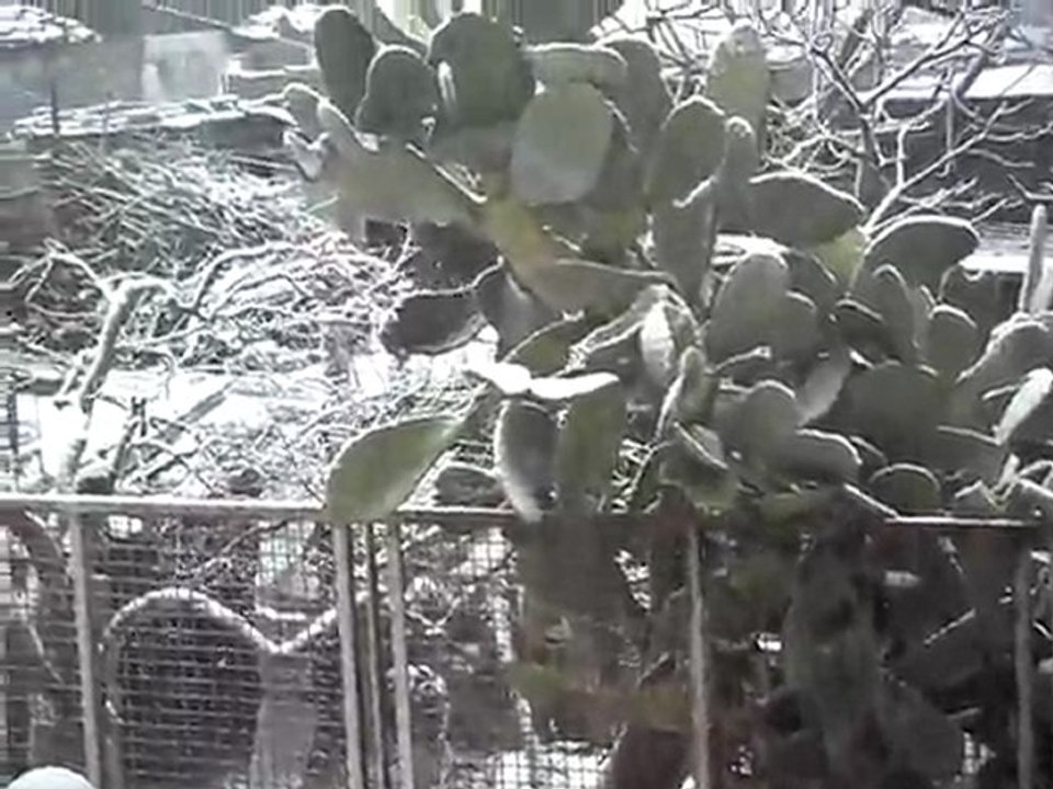 bufera di neve