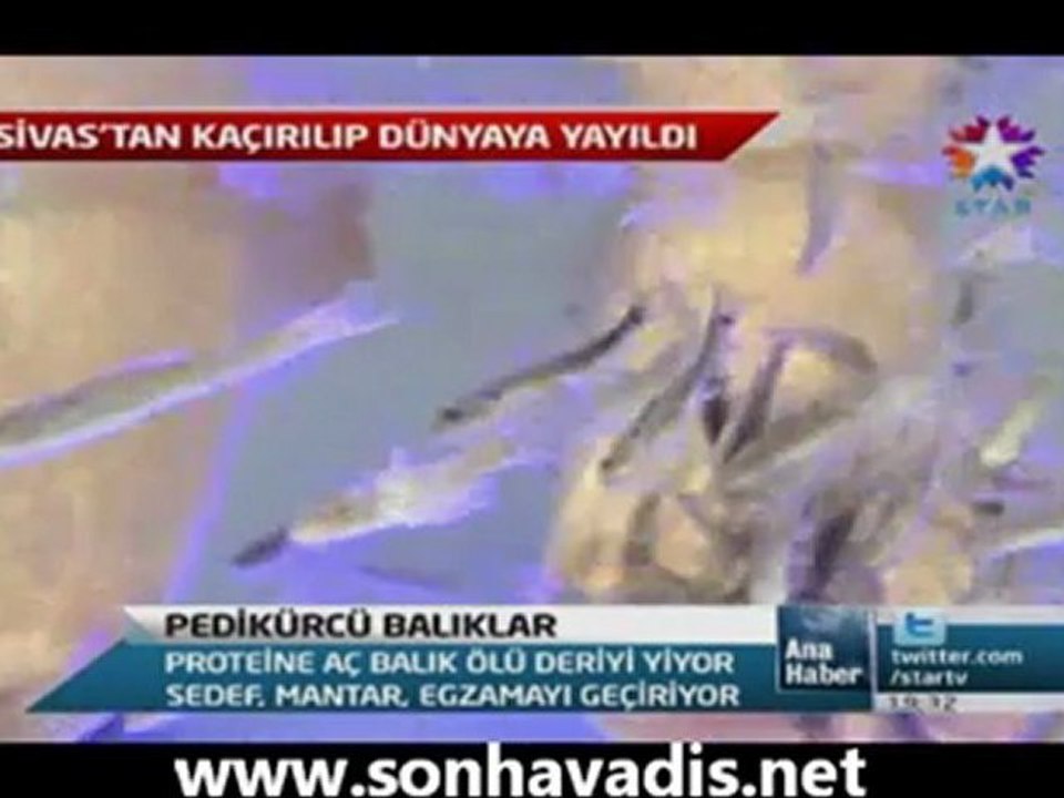 Doktor Balıklar