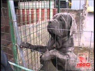 Scampia (NA) - Sequestrato box con cani da combattimento