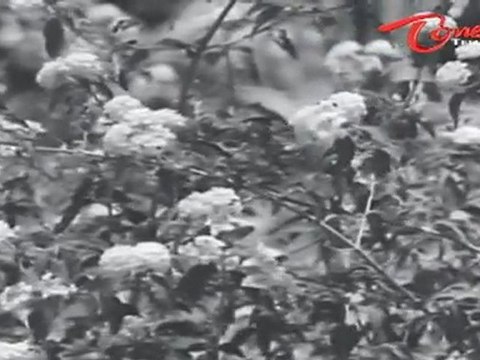 Mangalya Balam Songs | Teliyani Aanandam | ANR | Savitri | Old Songs