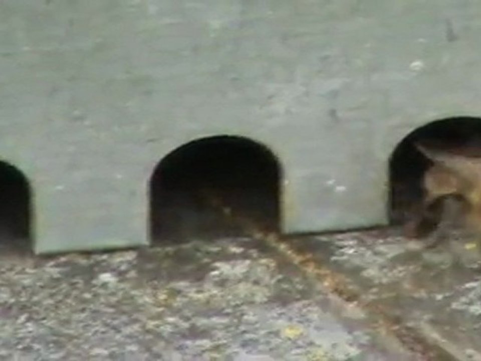 Abeilles noires Limousine 2