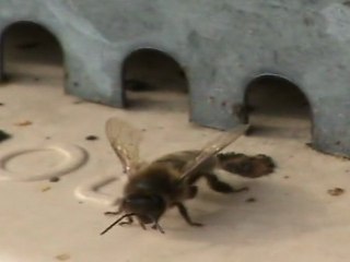 Abeilles noires Limousine 3