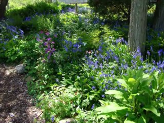 Панорама мечты